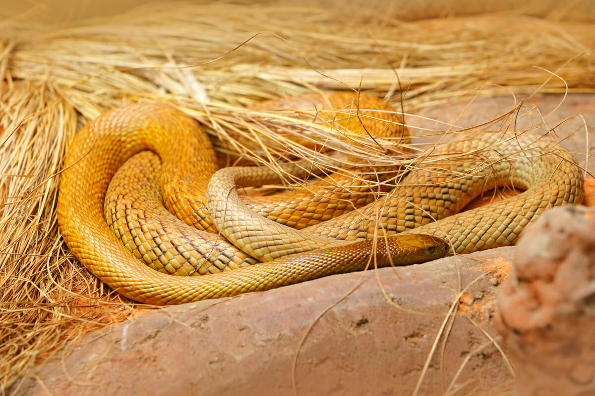 Una serpiente amarilla enroscada.