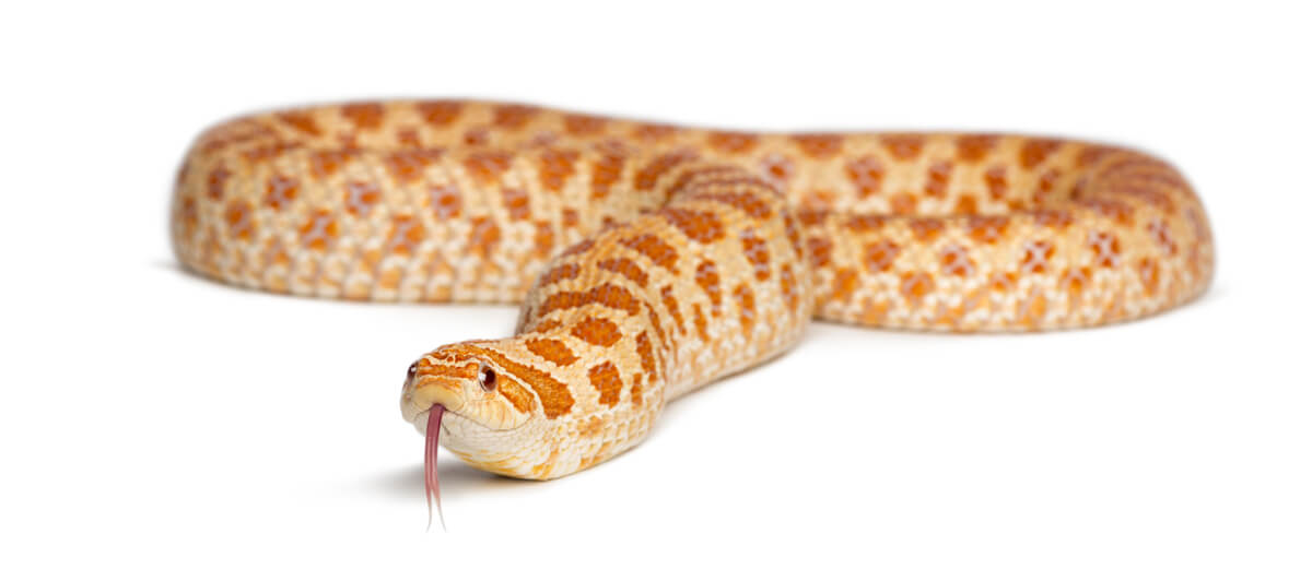 Un esemplare di Heterodon nasicus.