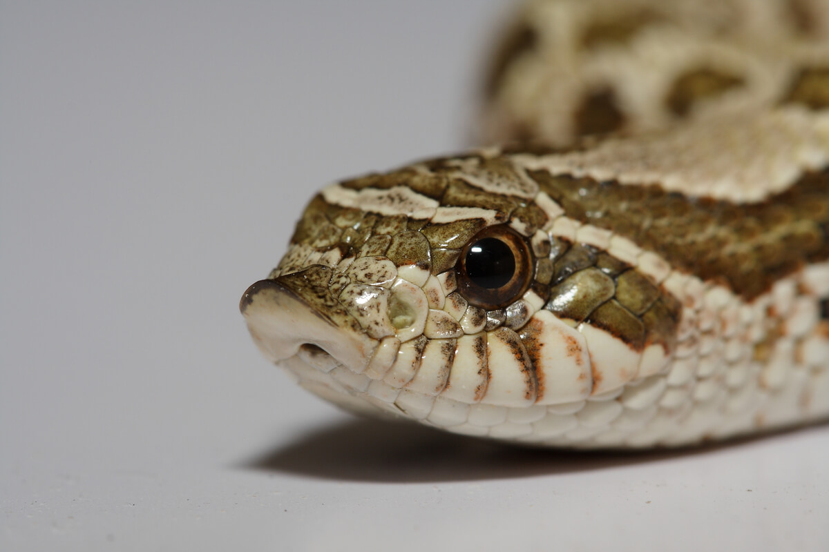 La cara de una serpiente hocico de cerdo.