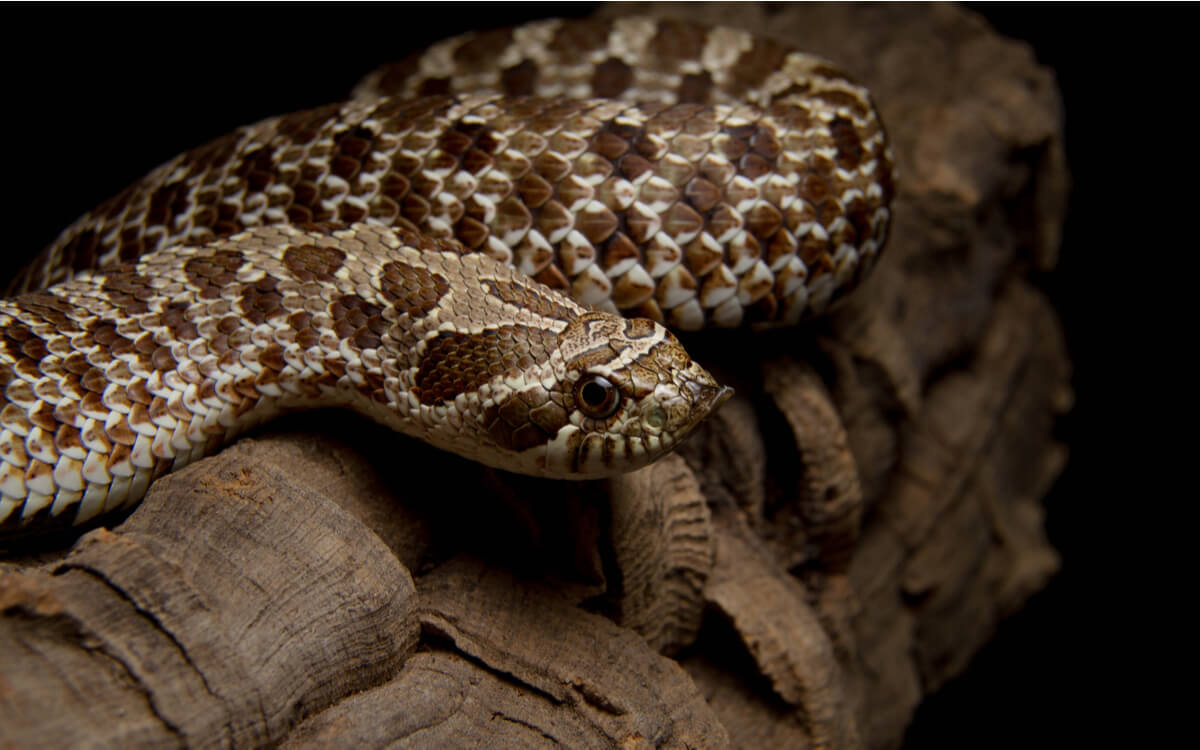 Una serpiente hocico de cerdo sobre un fondo negro.