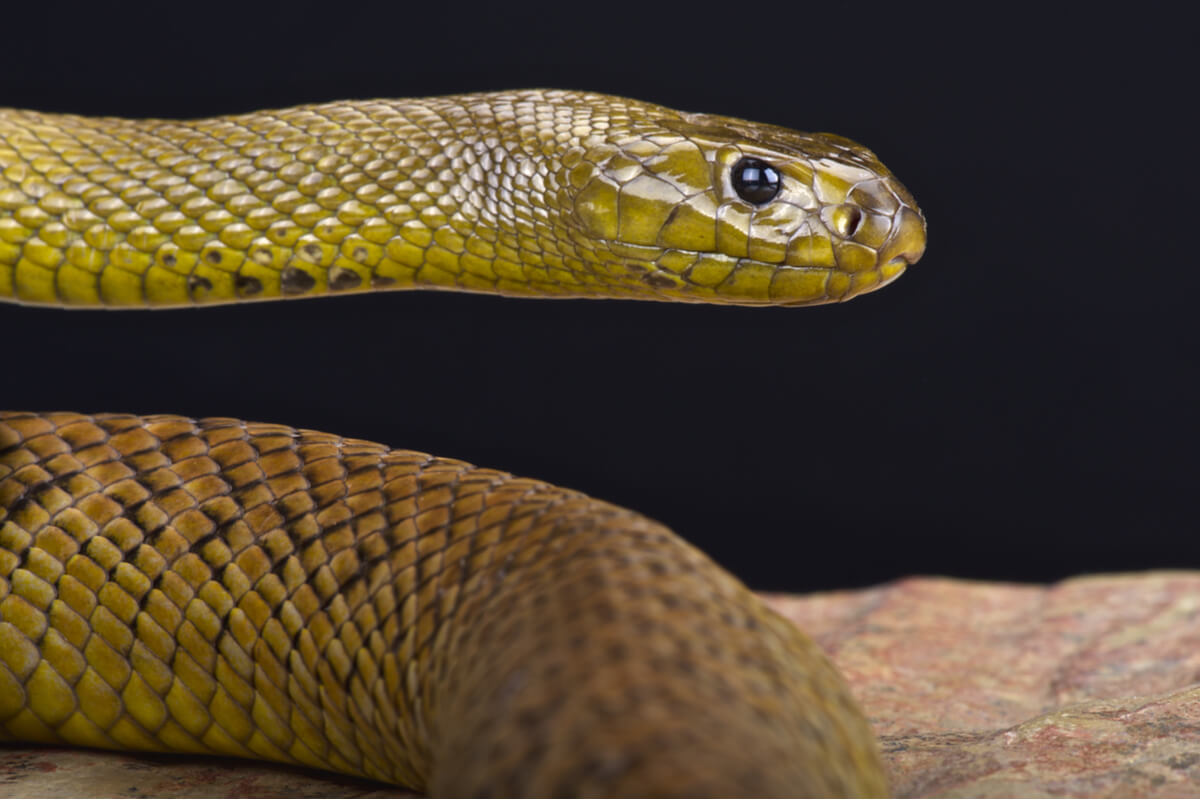 La serpiente más venenosa del mundo.