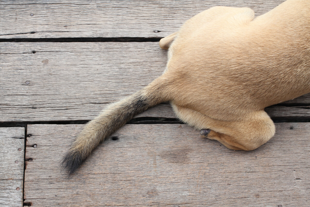 El síndrome de cola fría en perros es típico de canes de caza.