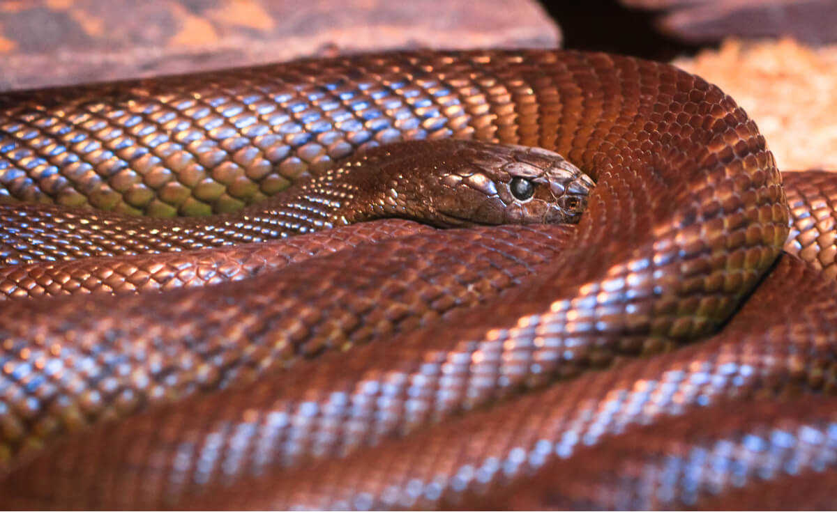 Un taipán del interior en una cueva, la serpiente más venenosa del mundo.