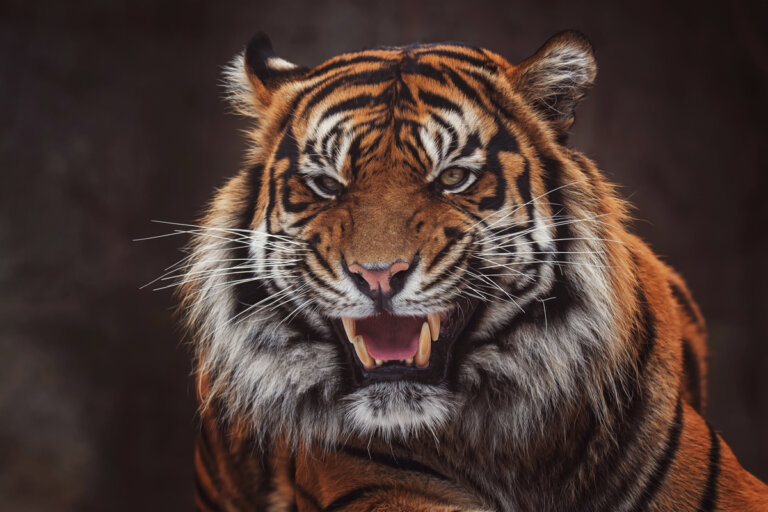 Características del tigre de Sumatra