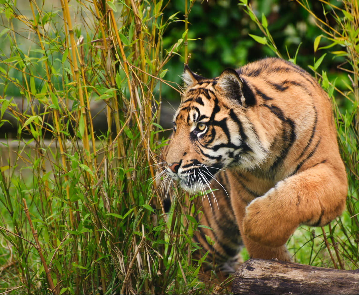 Un tigre de Sumatra escondido.