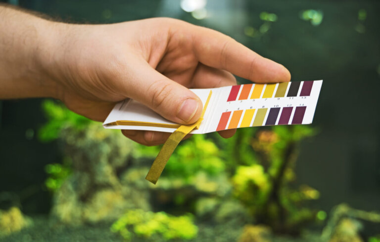¿Cómo bajar el pH de un acuario?