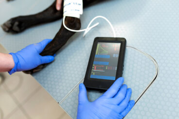 ¿Cómo se debe tomar el pulso a un perro?