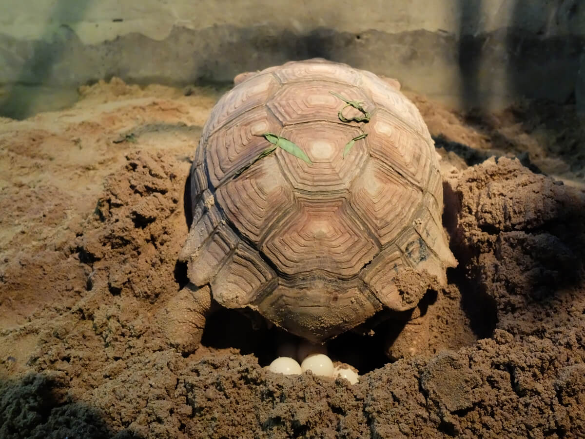 Una tortuga poniendo huevos.