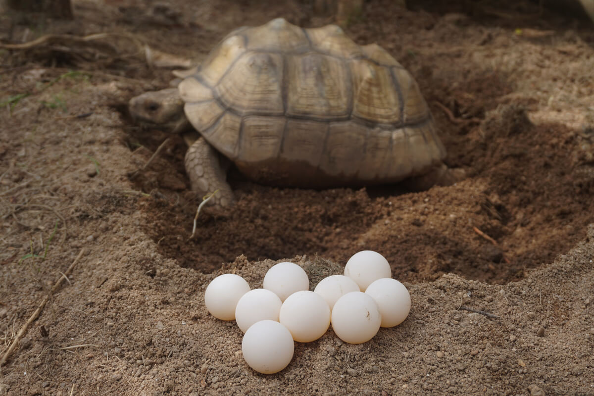 Tartaruga e ovos no ninho.