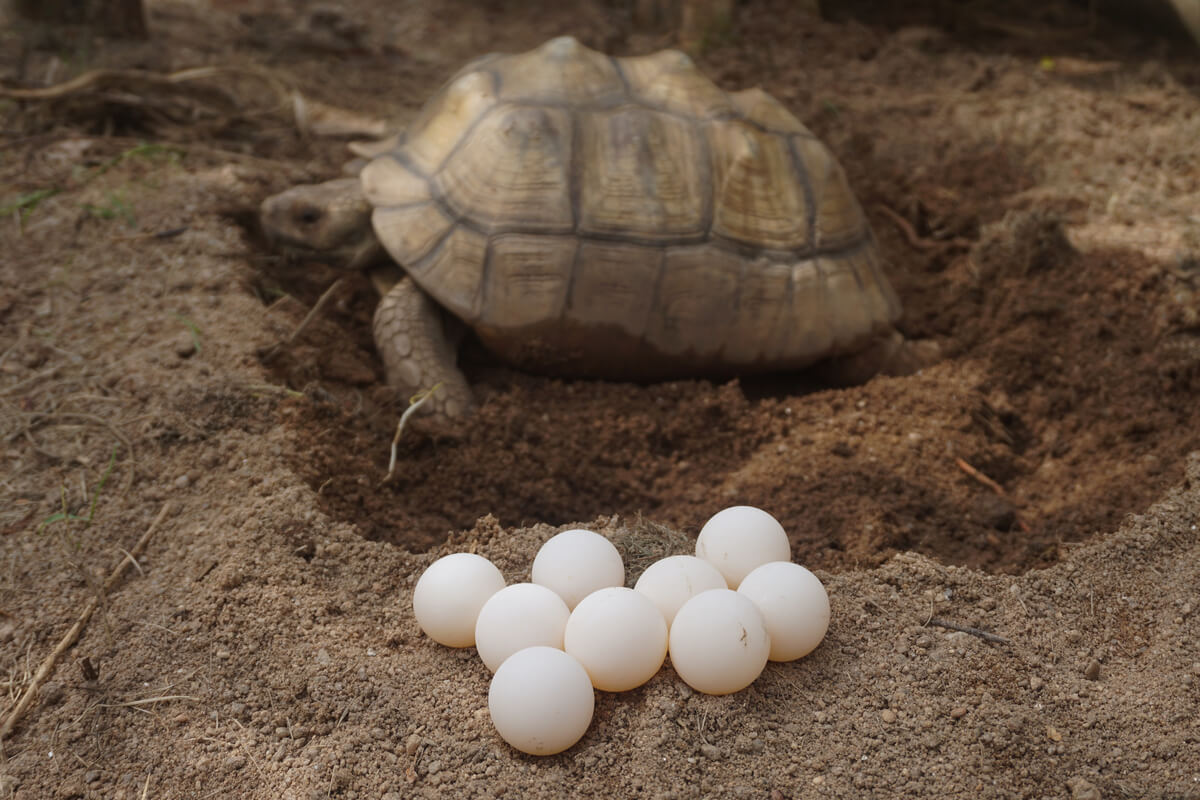 ¿Cómo incubar huevos de tortuga? - Mis animales