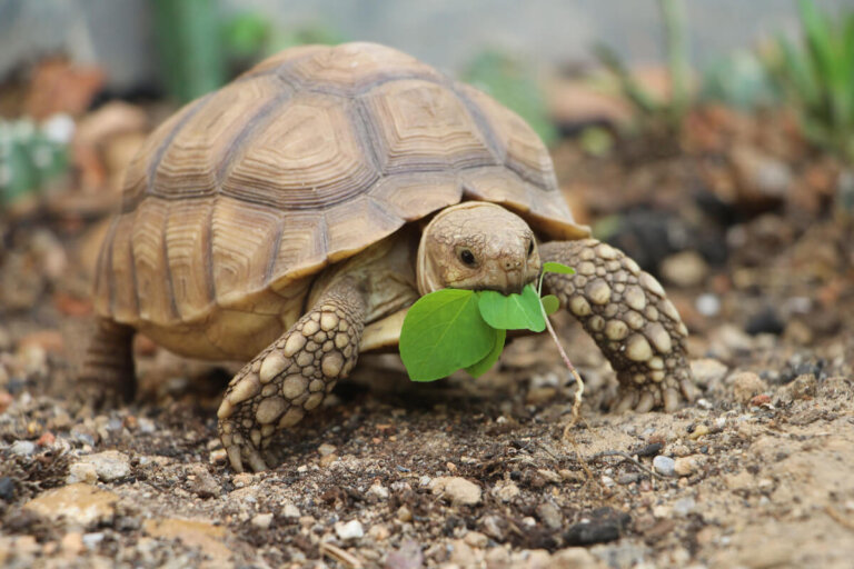 Hipovitaminosis A en reptiles: causas, síntomas y tratamiento
