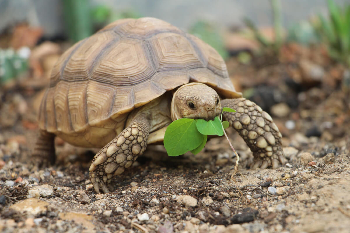 En sköldpadda som äter.