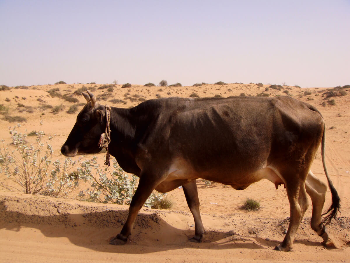 A cow in the desert.