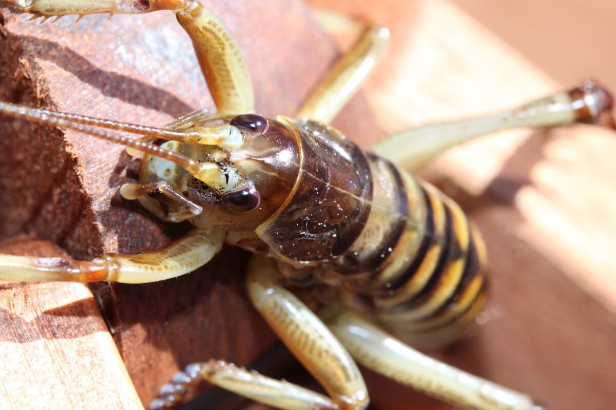 ¿Cuál es el insecto más grande del mundo?