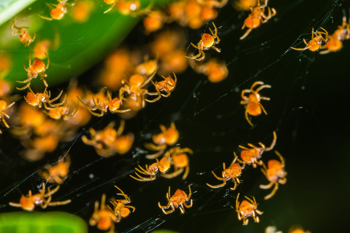 Un grupo de arañas en una tela.