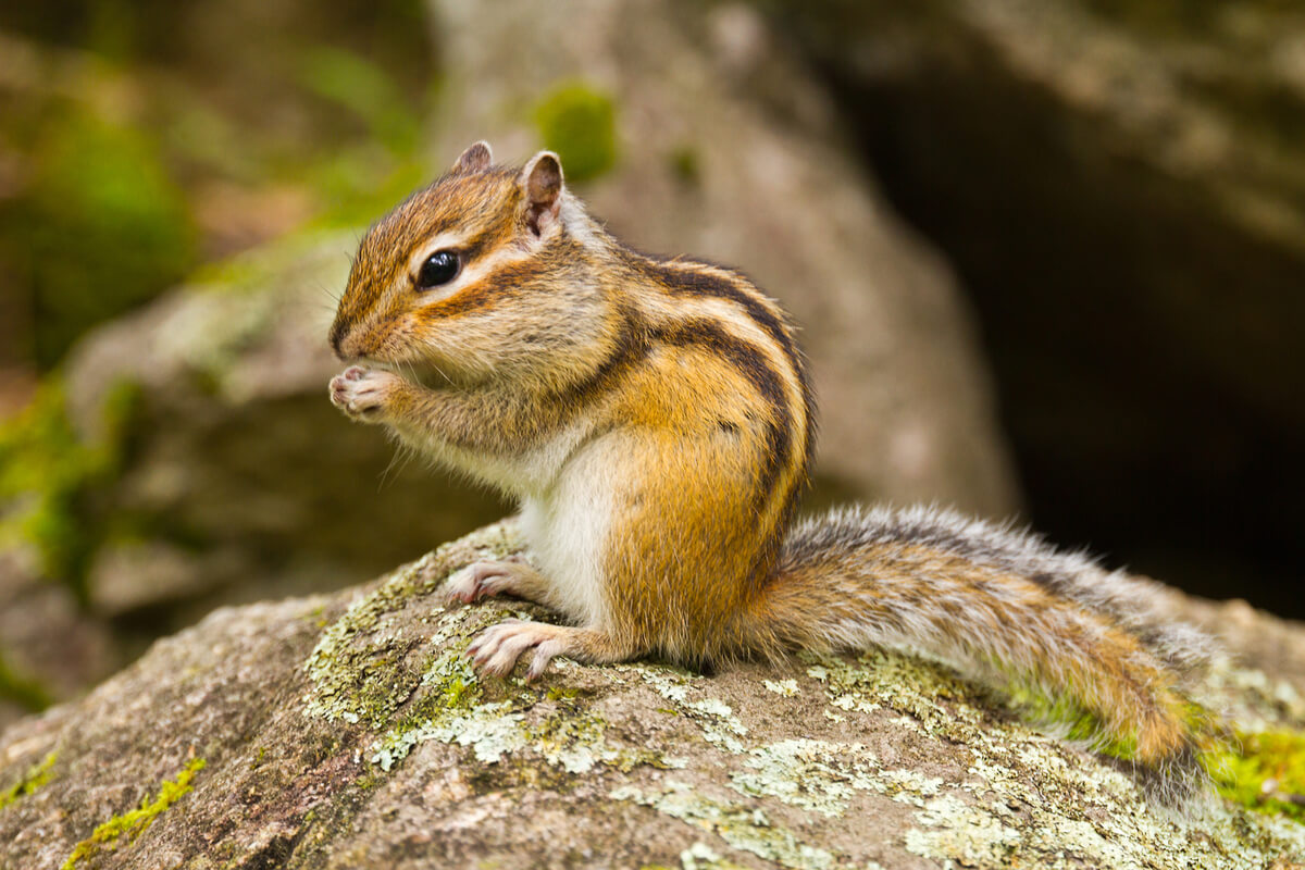 Una ardilla coreana.