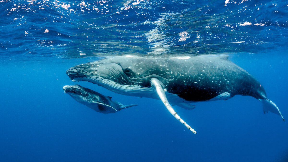 La reproducción de las ballenas.