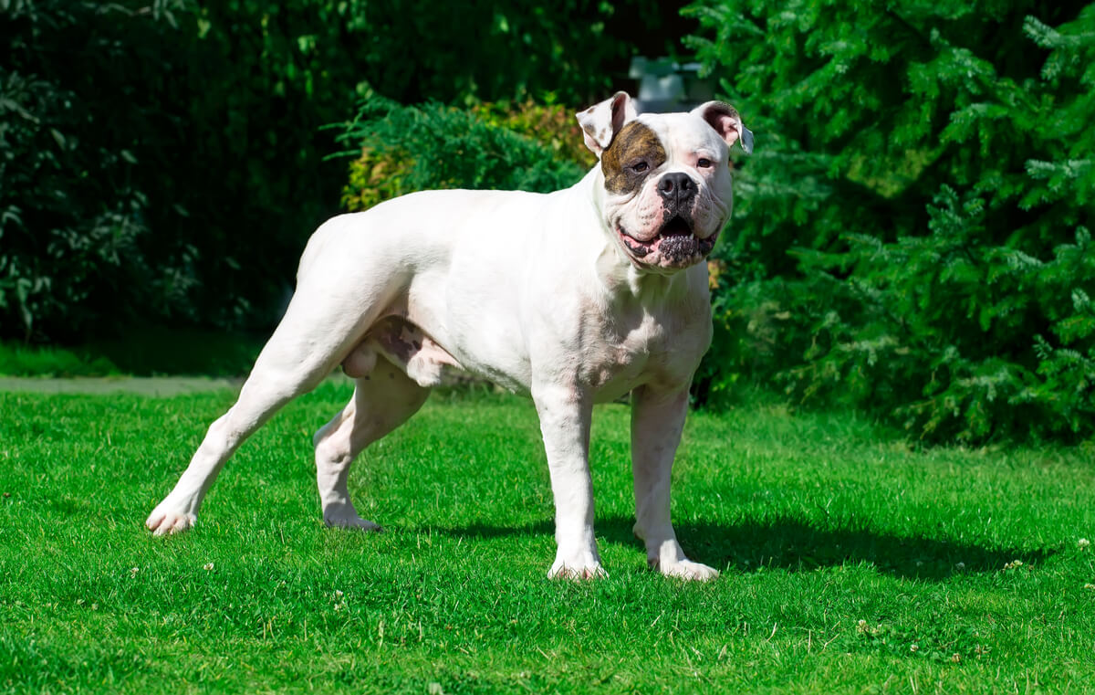 Bulldog americano.