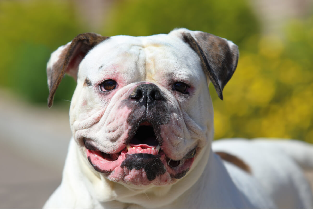 Un bulldog americano sonríe.