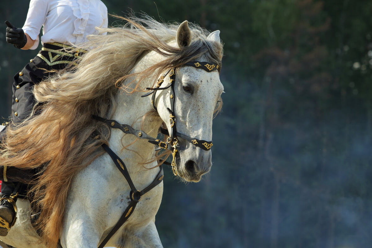 Un caballo andaluz blanco.