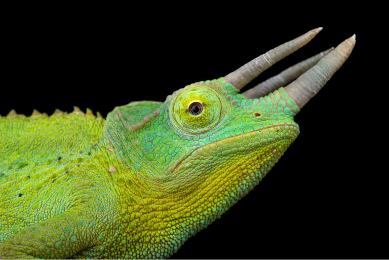 14 especies de camaleones