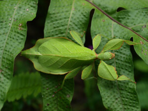 Insecto hoja (Phyllium philippinicum): cuidados y cría en cautiverio