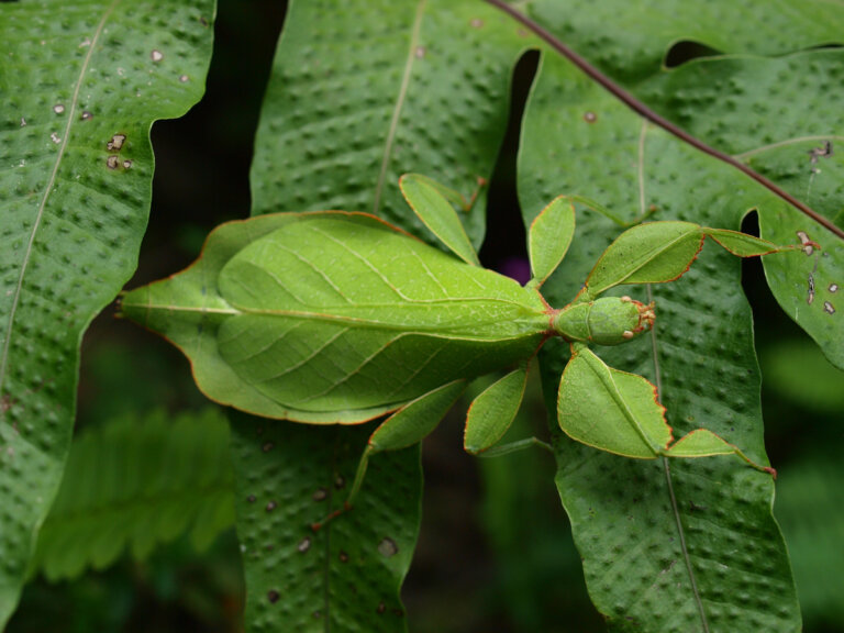 Insecto hoja (Phyllium philippinicum): cuidados y cría en cautiverio