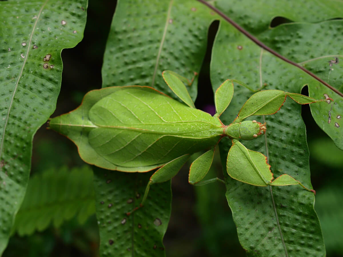 The camouflage of a leaf insect.