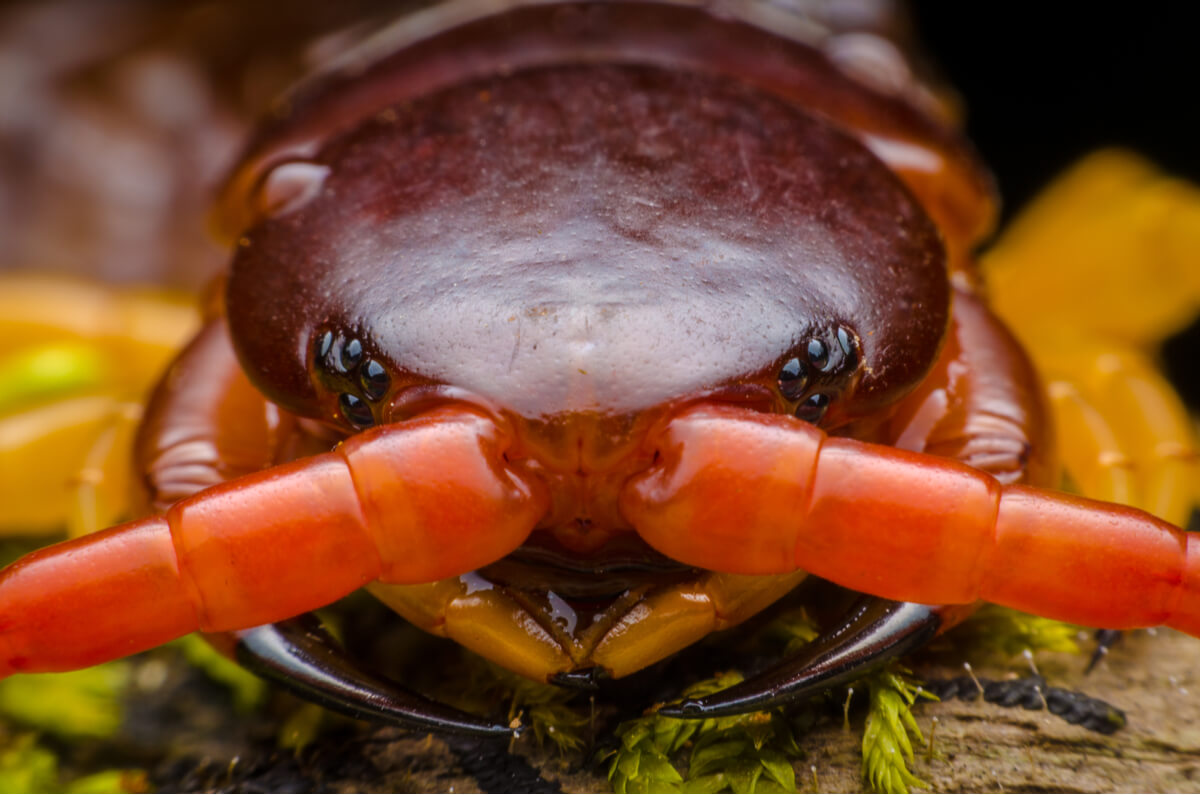 The face of a centipede.