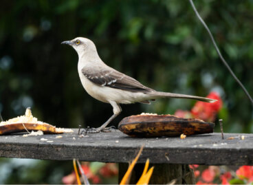 El maravilloso canto del cenzontle