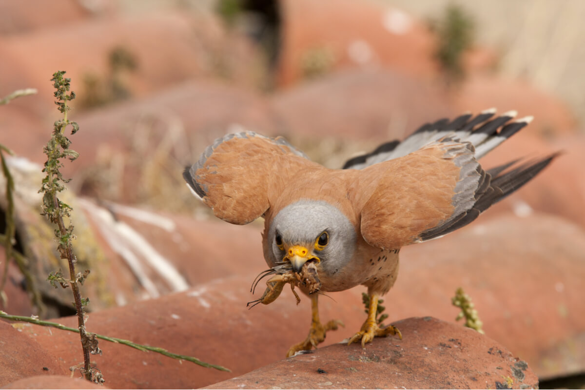 Un cernícalo primilla comiendo saltamontes.