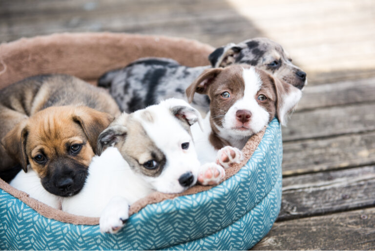 Depresión endogámica: ¿qué es y cómo afecta a los perros?