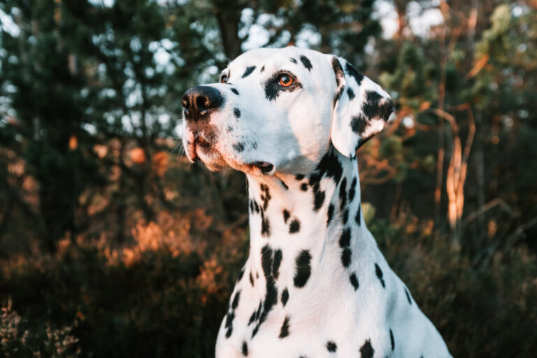 ¿Por qué el dálmata es un perro bombero?