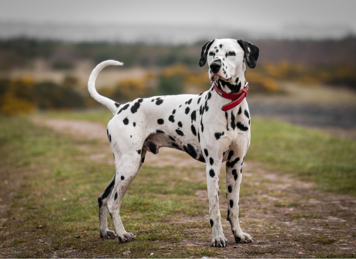A Dalmatian standing in the country side.