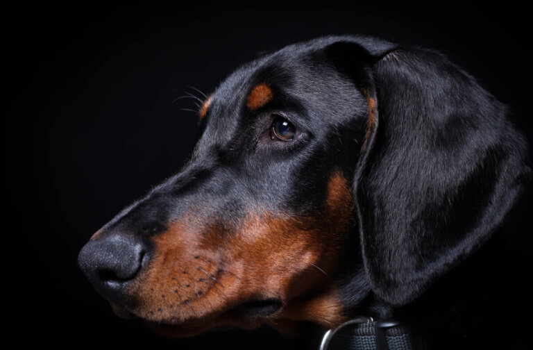 5 diferencias entre el dóberman y el rottweiler