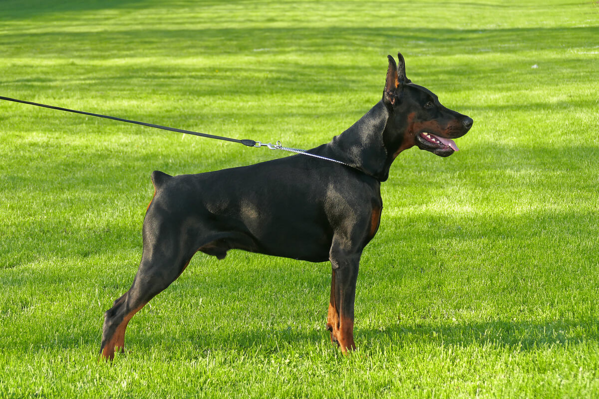 Dev bir doberman.