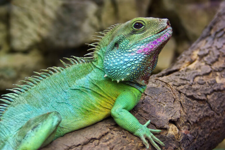 Dragón de agua chino: cuidados y cría en cautiverio