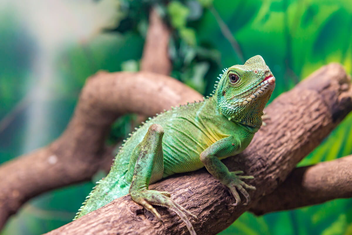 Un dragón de agua chino sobre una rama.