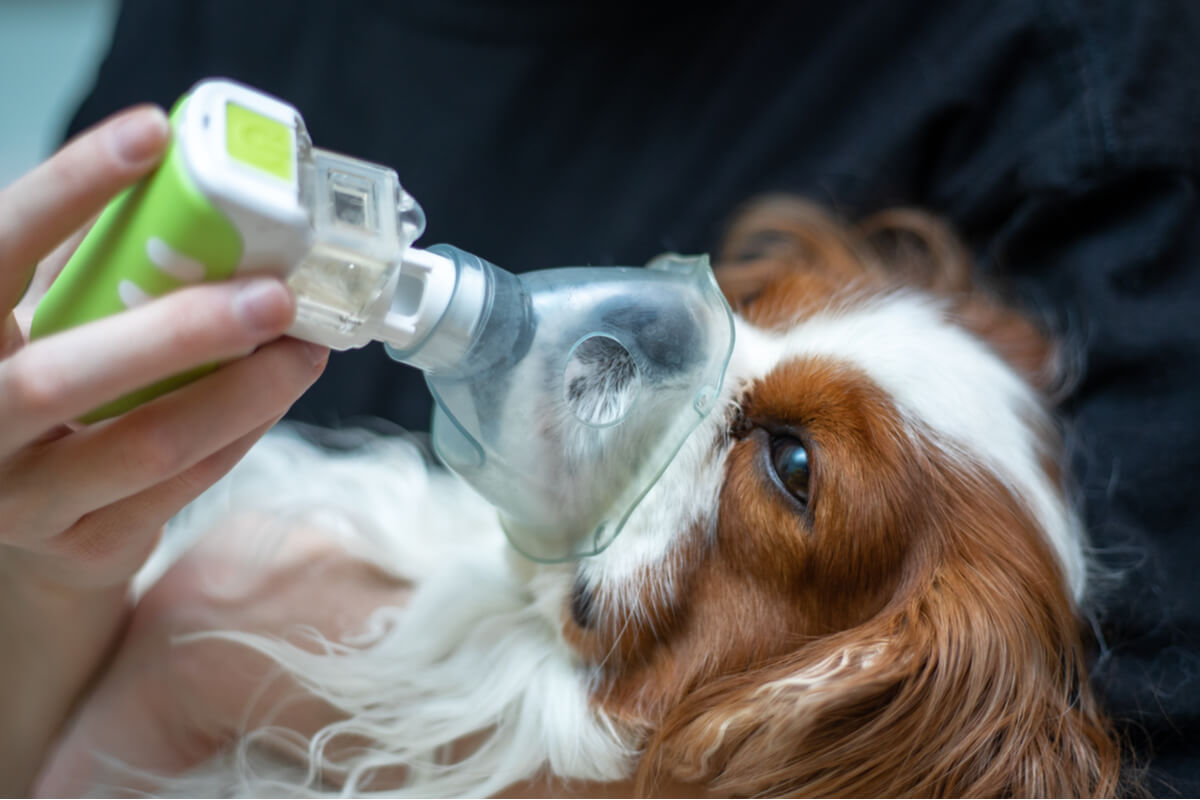 A dog with an oxygen mask.