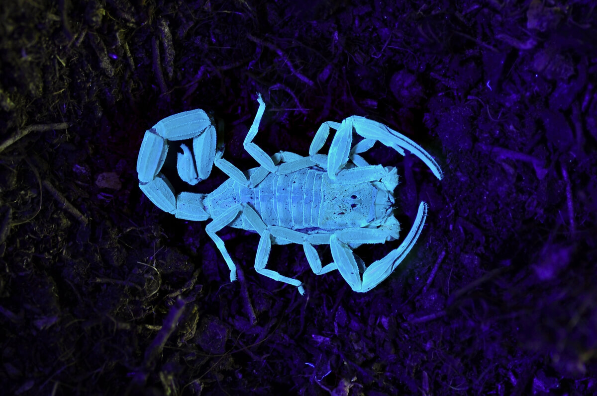 Un ejemplar de escorpión sobre luz ultravioleta.