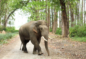 Tipos y características de los elefantes asiáticos