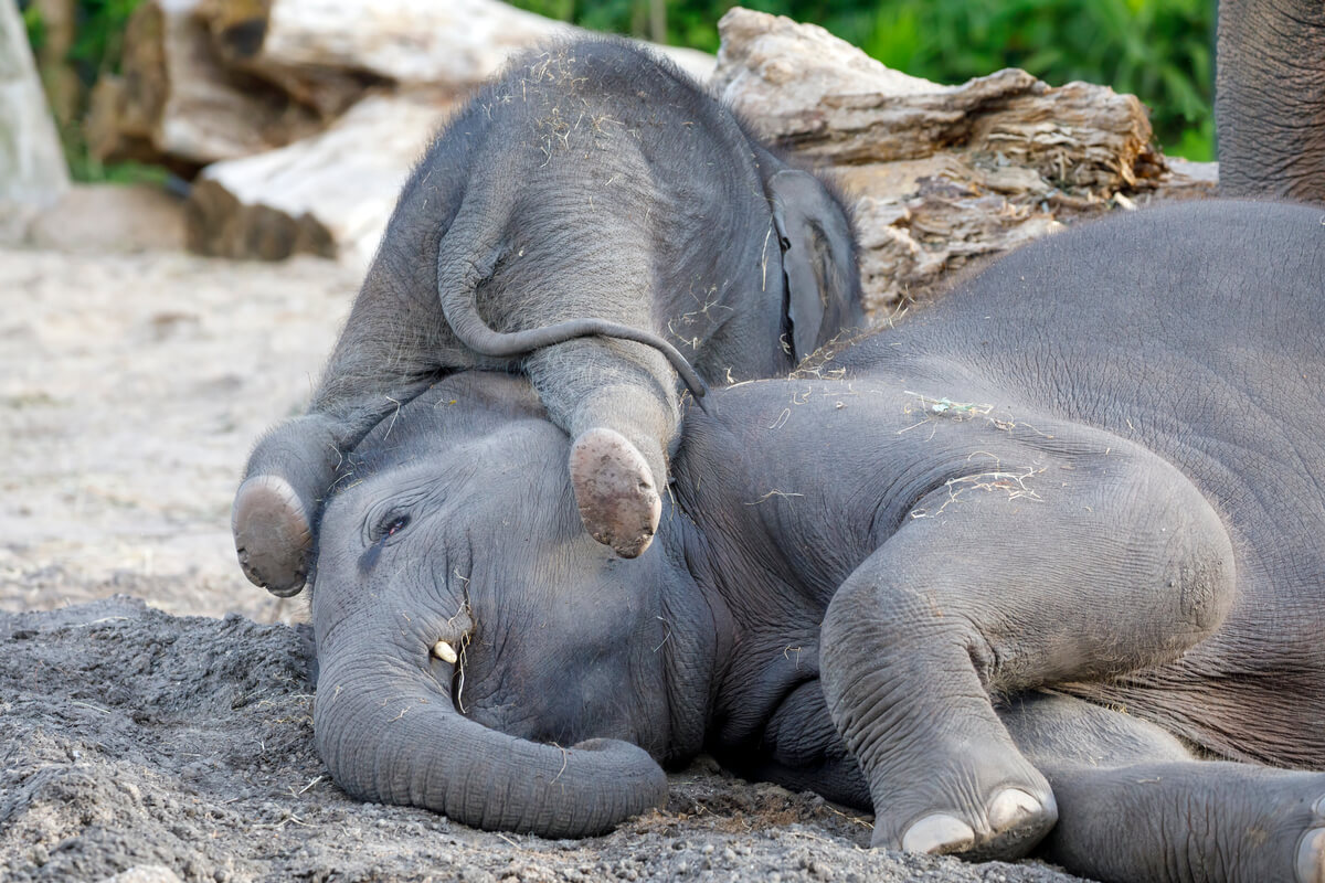 One elephant lying on another.