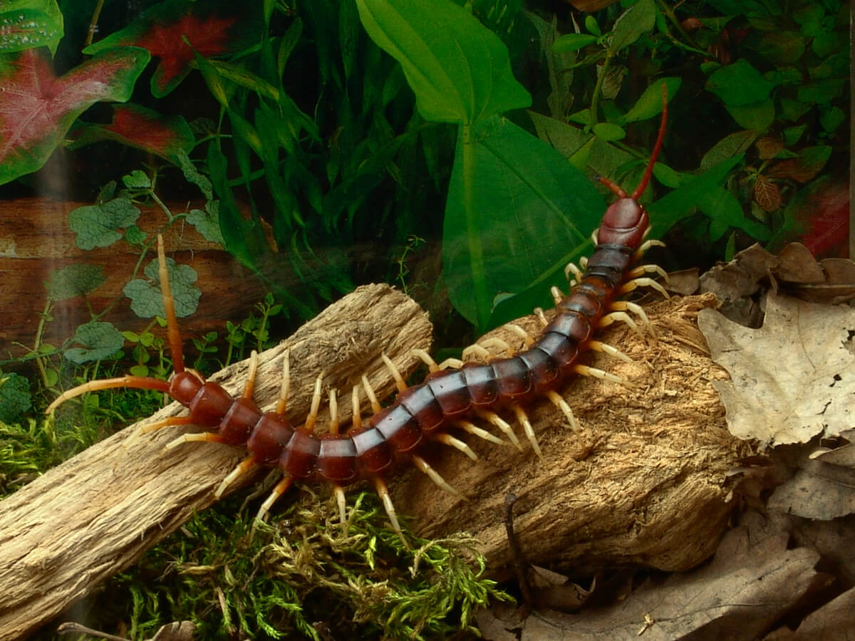 Uno de los animales más peligrosos del Amazonas.