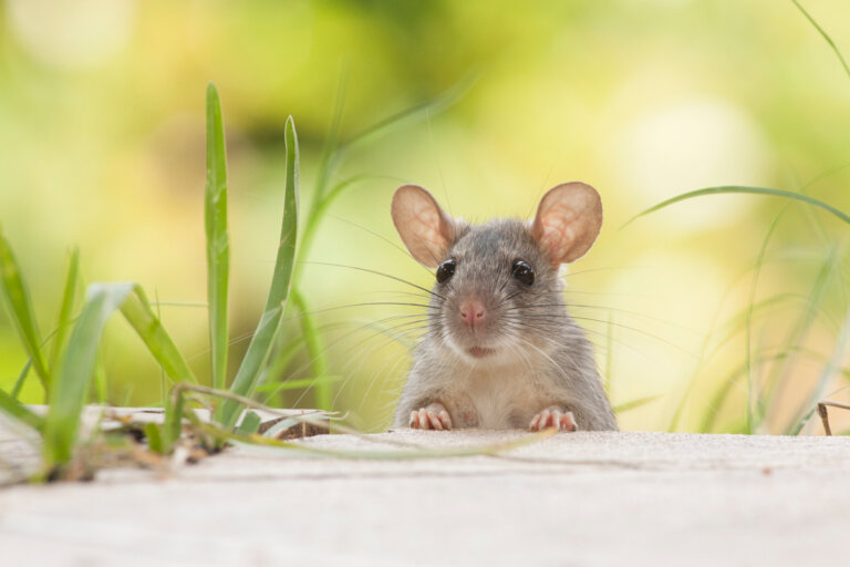 ¿Cuántas especies de roedores existen?