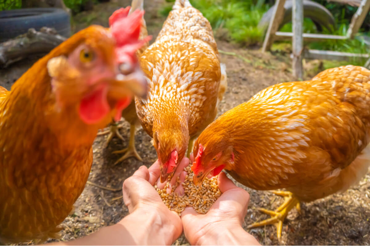 La importancia del pienso en las gallinas.