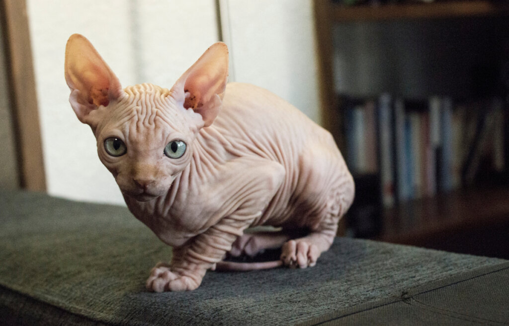 Un gato esfinge subido en un sillón.