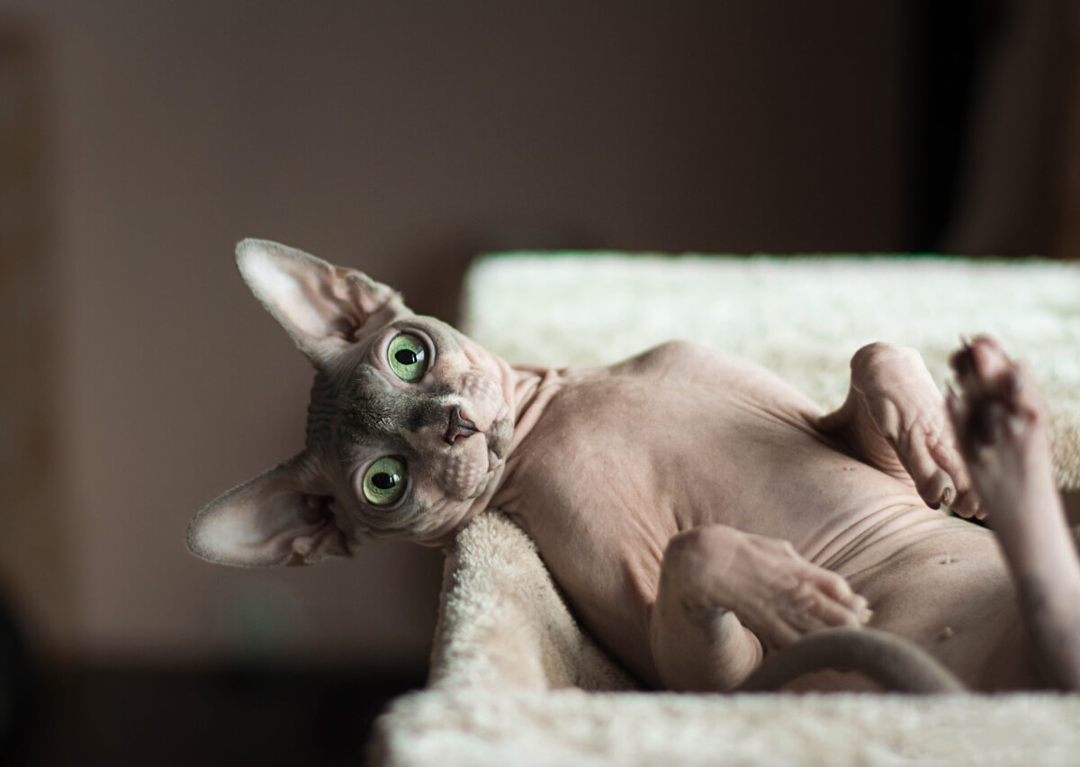 Wie man eine Sphynx- oder haarlose Katze badet