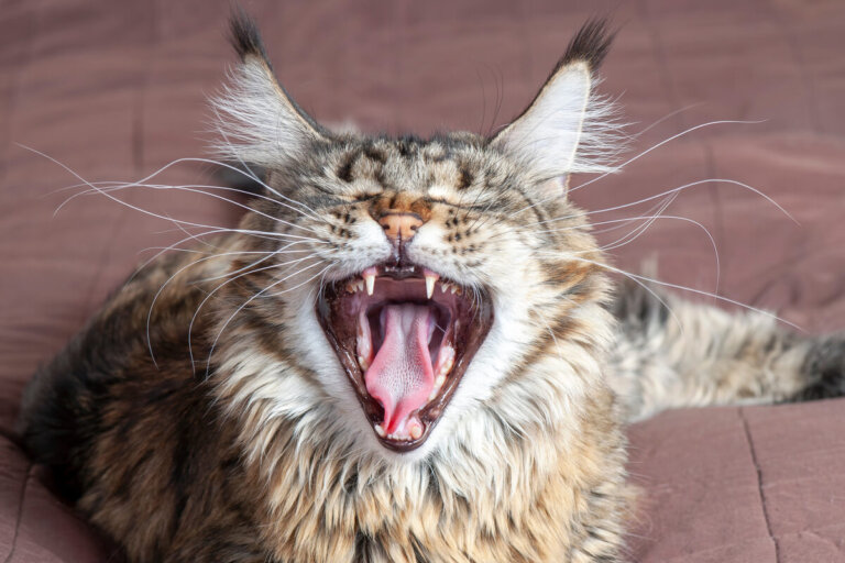 Silbido de gato y lo que necesitas saber sobre esto