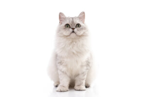 4 cuidados del gato persa chinchilla