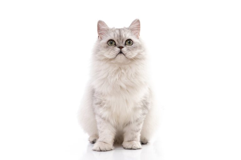 4 cuidados del gato persa chinchilla